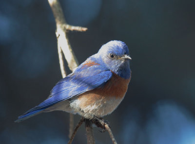 Western Bluebird, male