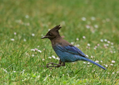 Steller's Jay, hopping