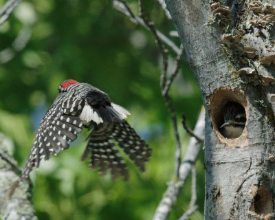 Nuttall's Woodpeckers, nestling and flying adult male