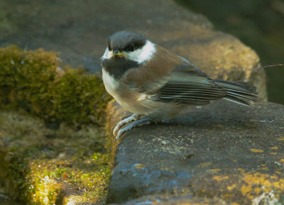 Chestnut-backed Chickadee