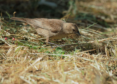 Brown-headed Cowbird, female
