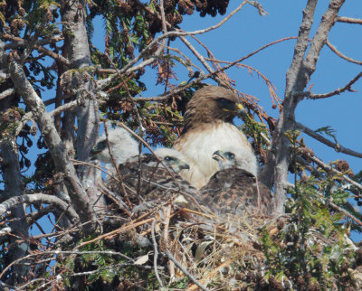 Red-tailed Hawks, adult female and three nestlings