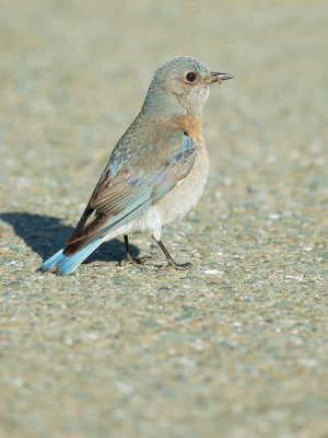 Western Bluebird, female, with prey