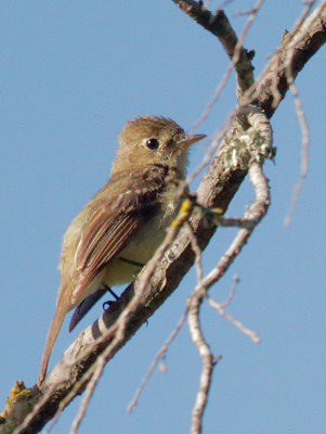Pacific-slope Flycatcher, singing male