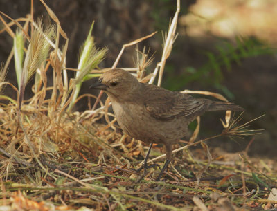 Brown-headed Cowbird, female