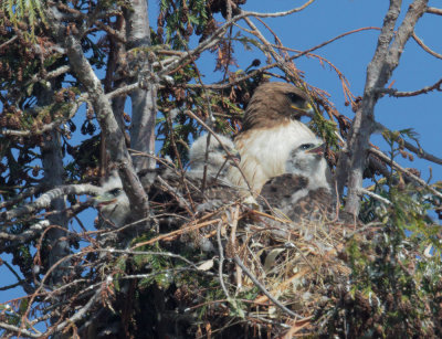 Red-tailed Hawks, adult female and three nestlings