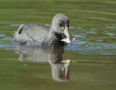 American Coot, juvenile, with leaf