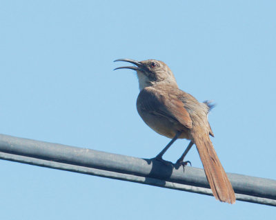 California Thrasher, singing male