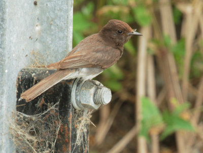 Black Phoebe, juvenile,  leucistic