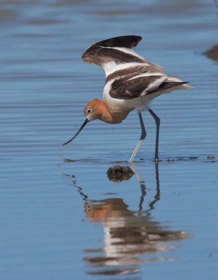 American Avocet, bill flip 2