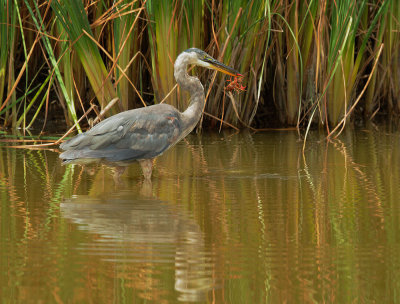Great Blue Heron, sub-adult with crayfish