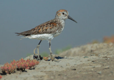 Western Sandpiper, worn breeding plumage