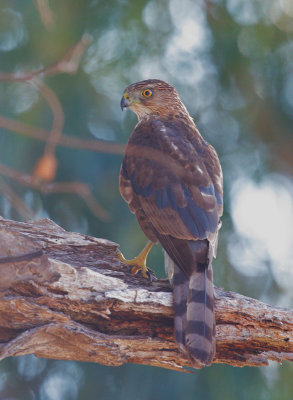 Cooper's Hawk, yearling