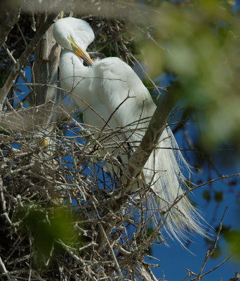 Great Egrets, pair on nest