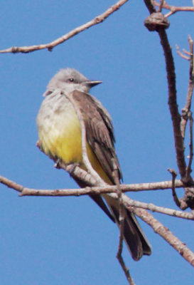 Western Kingbird