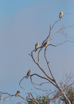White-tailed Kites, five juveniles perched