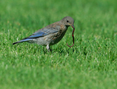 Western Bluebird, juvenile, with worm