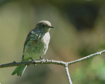 Western Bluebird, juvenile