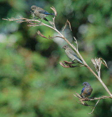Western Bluebirds, two juveniles and adult male