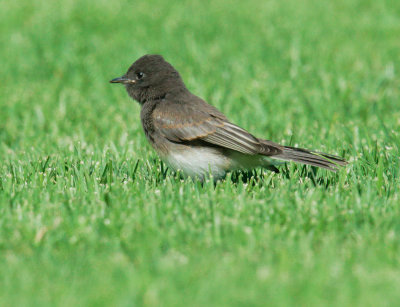 Black Phoebe, juvenile