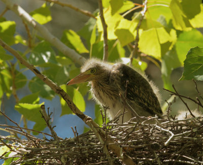 Green Heron, nestling