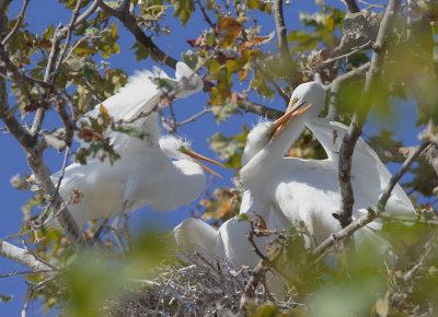Great Egrets, three adults at nest