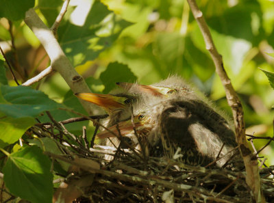 Green Herons, three nestlings