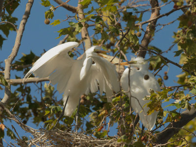 Great Egrets, pair at nest