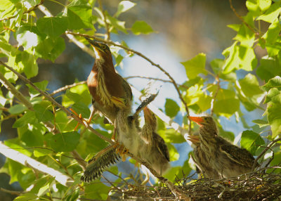 Green Herons, adult and four nestlings