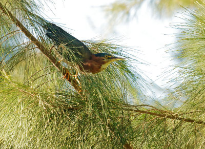 Green Heron, adult approaching nest