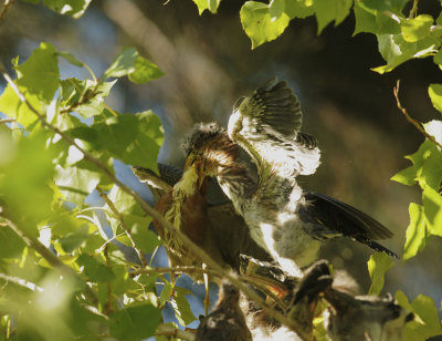 Green Herons, adult feeding branchling