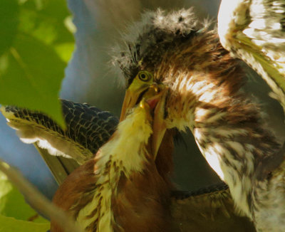 GreenHerons, adult feeding branchling, detail