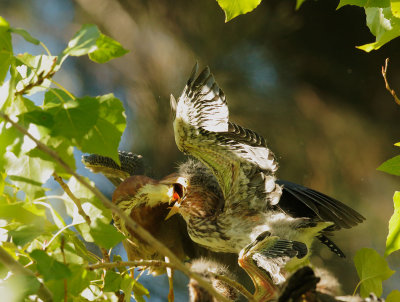 Green Herons, adult feeding branchling