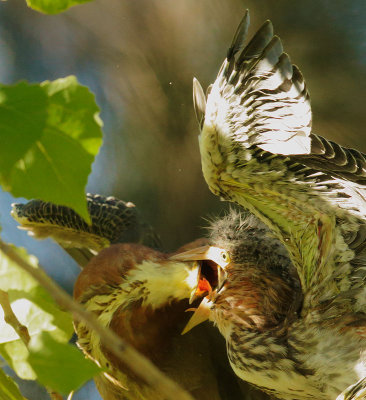 Green Herons, adult feeding branchling, detail