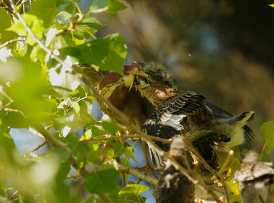 Green Herons, adult feeding branchling