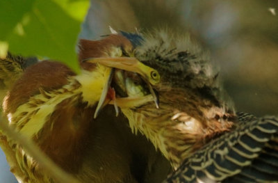 Green Herons, adult feeding branchling, detail