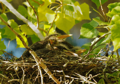 Green Herons, four branchlings in nest