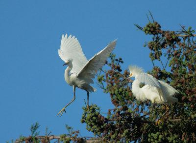 Snowy Egrets, adult (R) and fledgling