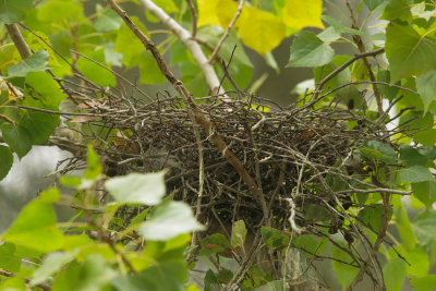 Green Heron nest, empty