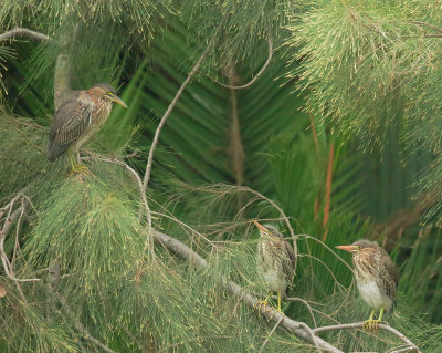 Green Herons, adult and two juveniles