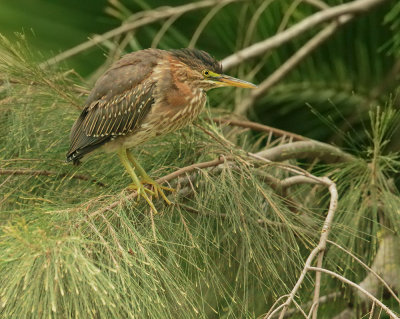 Green Heron, adult near fledglings