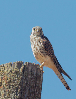 American Kestrel, female