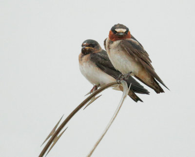 Cliff Swallows, adult (R) and juvenile
