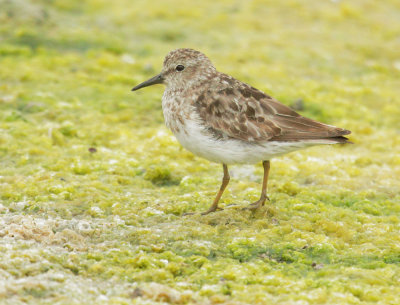 Least Sandpiper, breeding plumage, early Fall