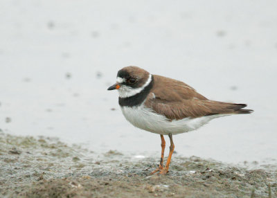 Semipalmated Plover, breeding plumage