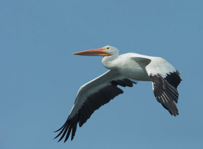 American White Pelican