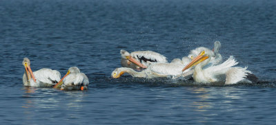 American White Pelicans