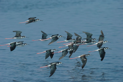 Black-necked Stilts, flying