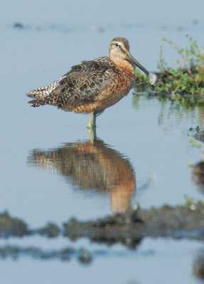Dowitcher sp., breeding plumage, with fish