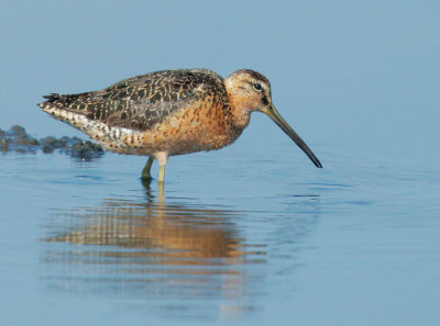 Dowitcher sp., breeding plumage